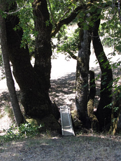 foot path bridge through trees