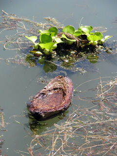 aquatic scene - floating plant and coconut husk boat